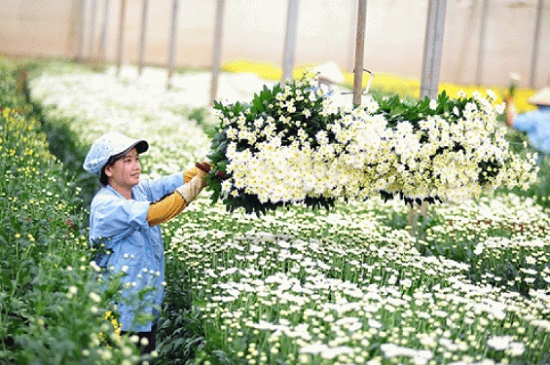 Tuyển dụng đơn hàng trồng, chăm sóc hoa, cây cảnh trong nhà kính – BV748N
